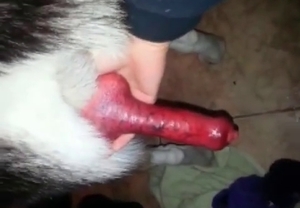 Handsome husky has a great dick that you love to suck