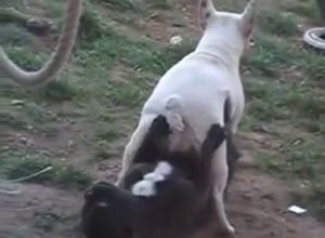 Dogs 69ing and fooling around on the grass