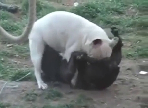 Dogs 69ing and fooling around on the grass