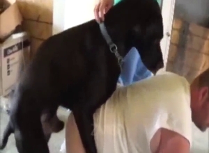 Bestiality porn with a black dog fucking that ass