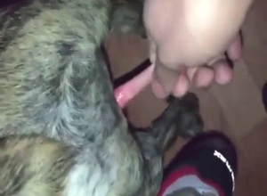 Zoo XXX with a bulldog enjoying a nice handjob