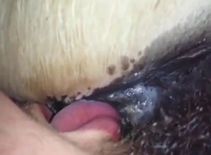 Bestiality sex with a mare that gets licked hard