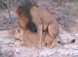 Zoophile porn with two lions that fuck around
