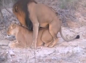 Zoophile porn with two lions that fuck around