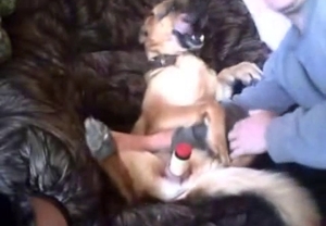 Slutty dog gets her pussy fucked with a toy