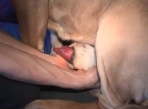 Dog's hot cock exposed on camera