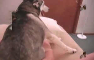 Awesome anal action with a lustful Husky