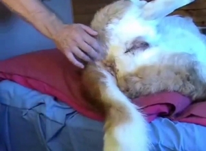 Guy knows how to make his animal scream out