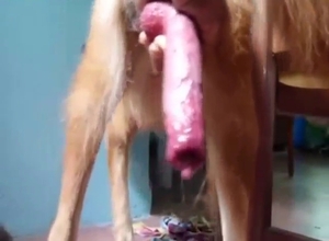 Self-assured zoophile tugging on that dog dick