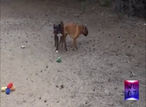 Outdoor dog fuck with plenty of taboo action