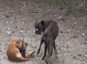 Gathering to see the dogs fucking around hard