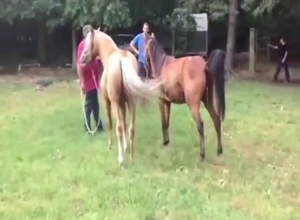 Bestiality porn looks great as these beasts fuck