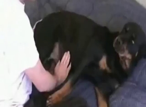 Dude with a hard cock fucks a Rottweiler beast