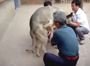 Zoo porn movie with a German Shepherd taking it