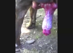 Dog's dick looks damn fine as it shows it off