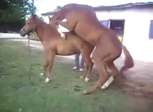 Pretty slender and sexy mare fucks a hung stallion