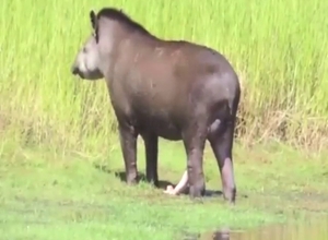 Tapir's cock and balls featured in a solo video