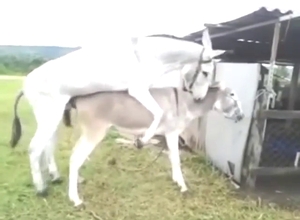 Zoo XXX shows incredible donkey fucking in HD
