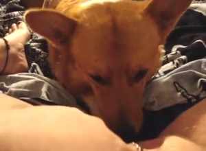 Dog is going to lick that pussy in a POV scene