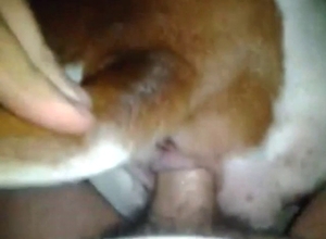 Dude sets his sights on a delicious dog pussy