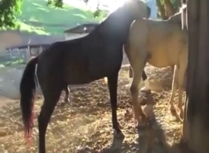 Horse mating session with the white one taking it